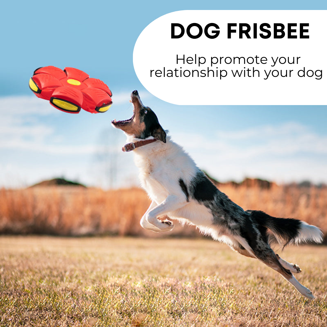 Glow & Grow™ Dog Ball Frisbee